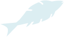 swiming-fish3